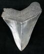 Fossil Megalodon Tooth - Medway Sound #12293-2